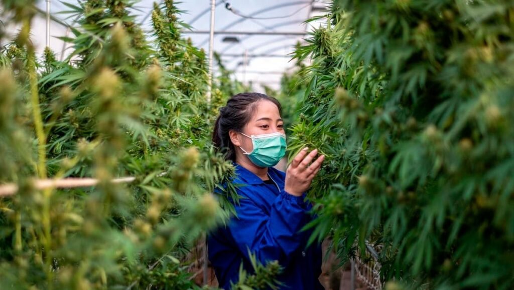 Weed, Cannabis or Marijuana in Venice, Italy