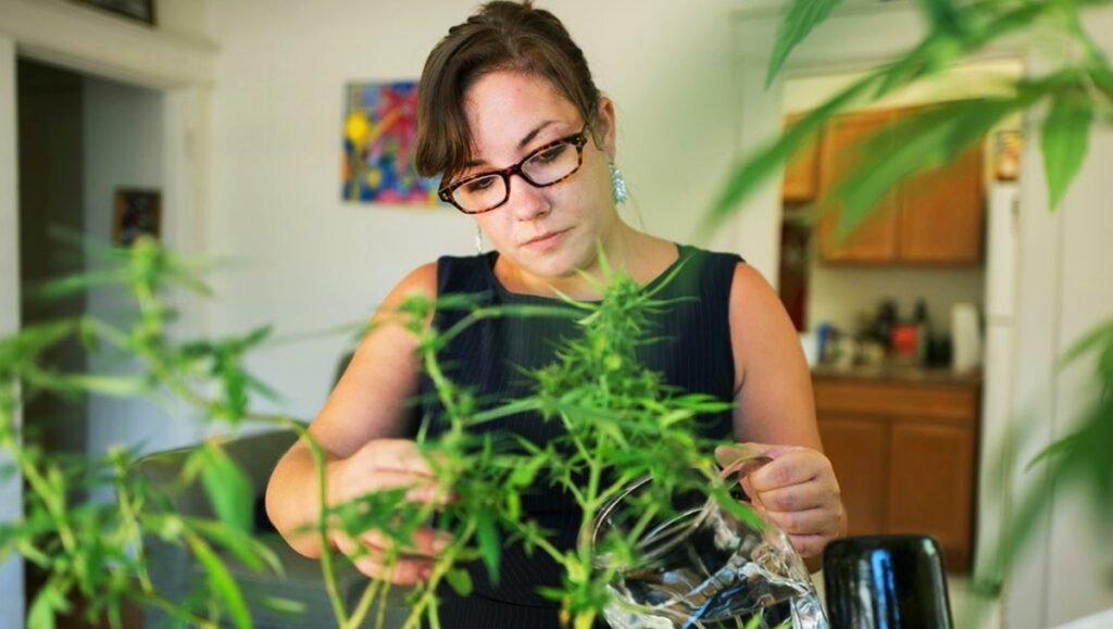 Weed, Cannabis or Marijuana in Rome, Italy