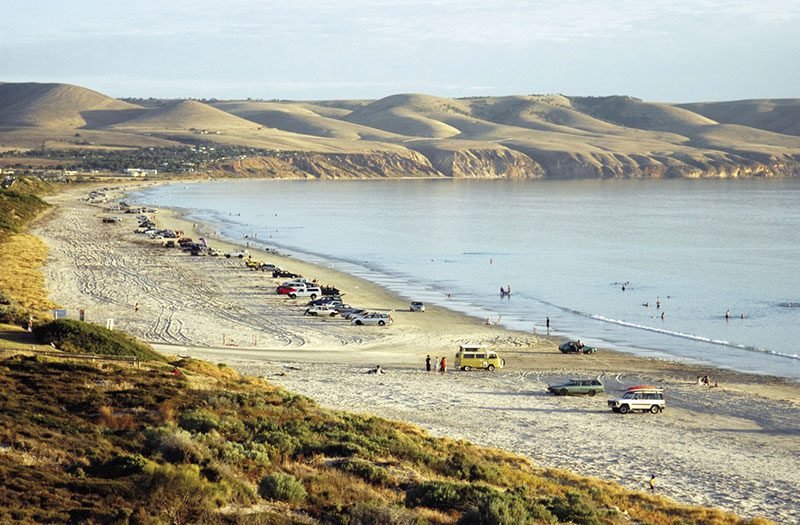 Weed in Aldinga Beach