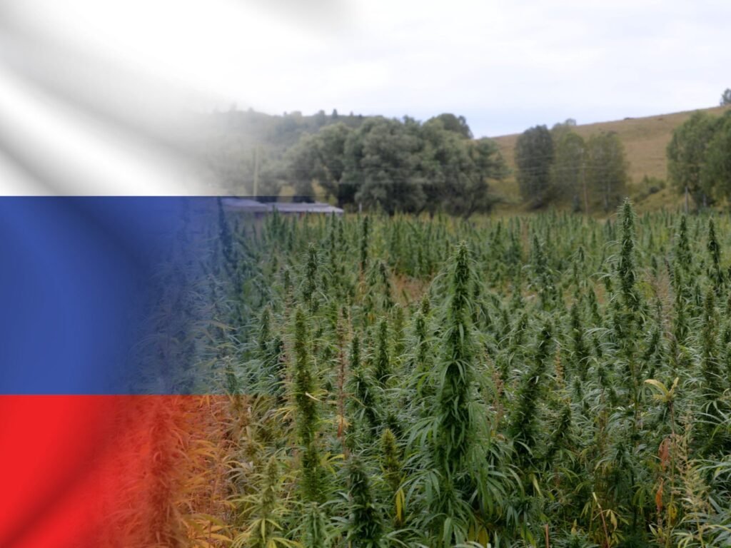Weed in Vladivostok